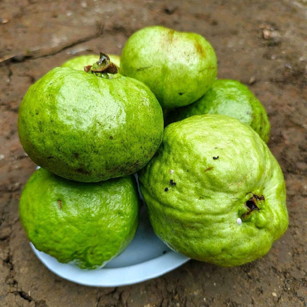 Jambu keristal putih tanpa biji 1 kg siap kirim langsung