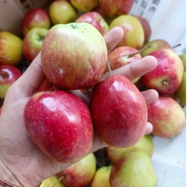 GURAH KEDIRI APEL ANA 1kg MANIS FRESH