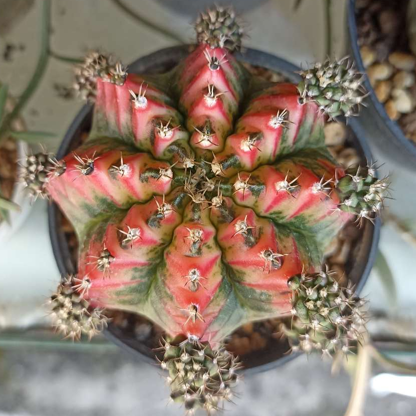 Kaktus Gymnocalycium Mihanovichii Multicolor