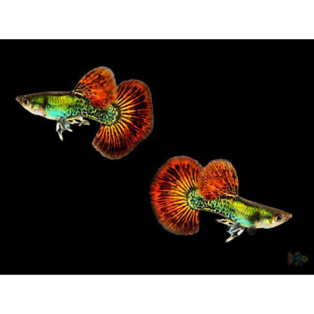 (Hiasan Aquarium)Guppy Platinum Red Dragon