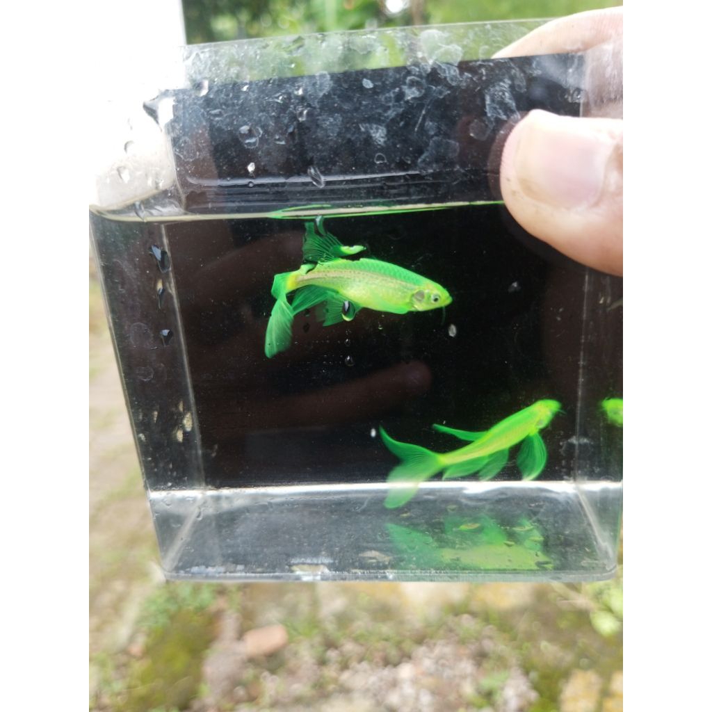 obat ikan danio slayer