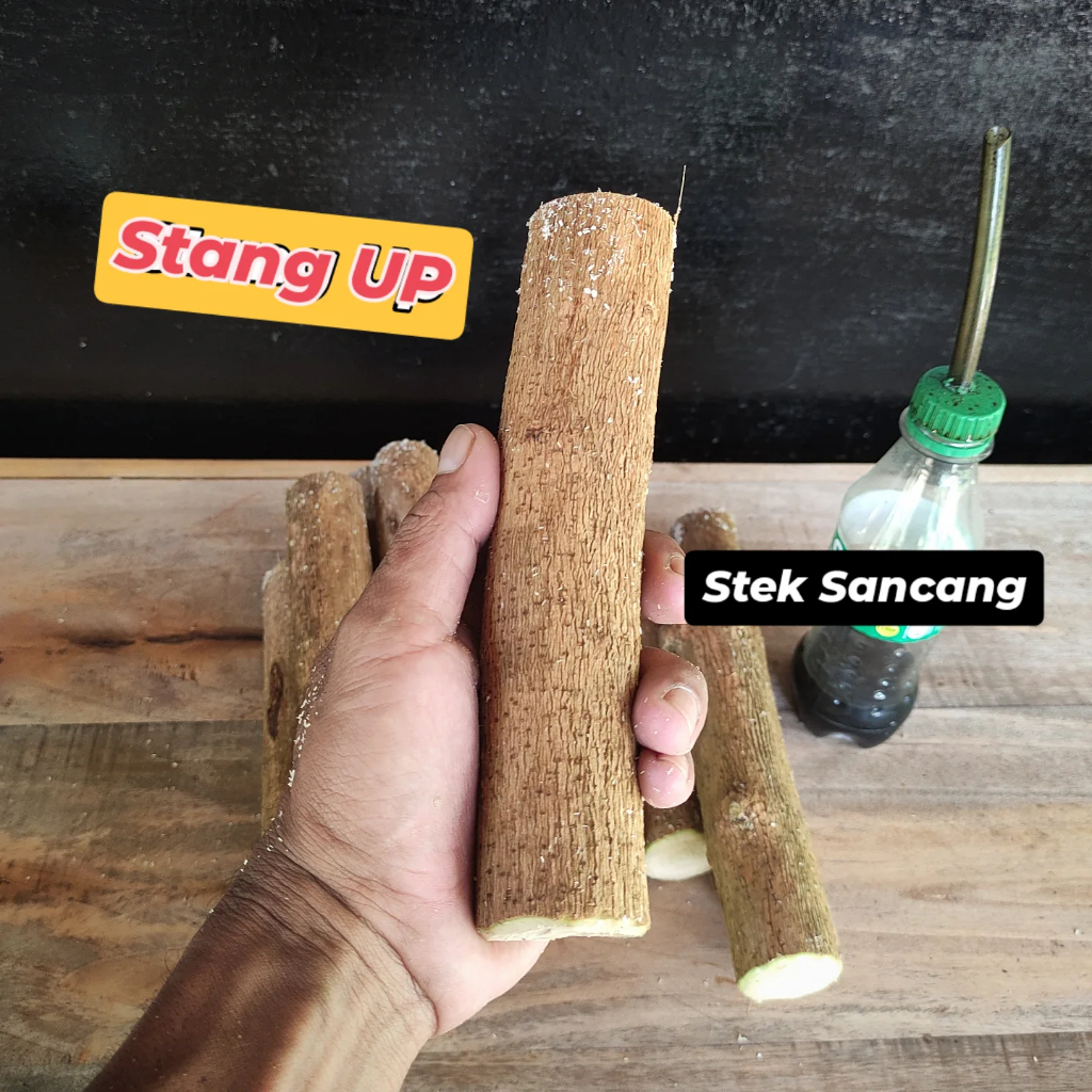 Sancang Stek Batang Besar Perbandingan Ukuran Stang Motor Up