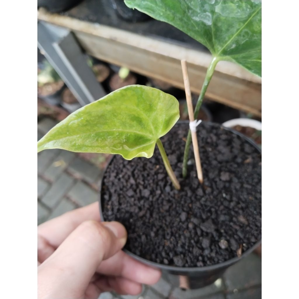 anthurium pteroductyl varigata mewah ekonomis