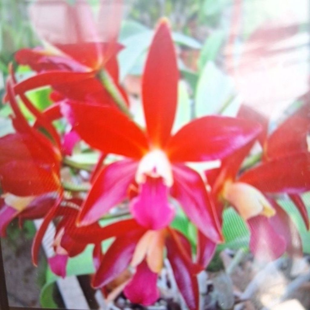 RANGKAIAN BUNGA ANGGREK CATTLEYA