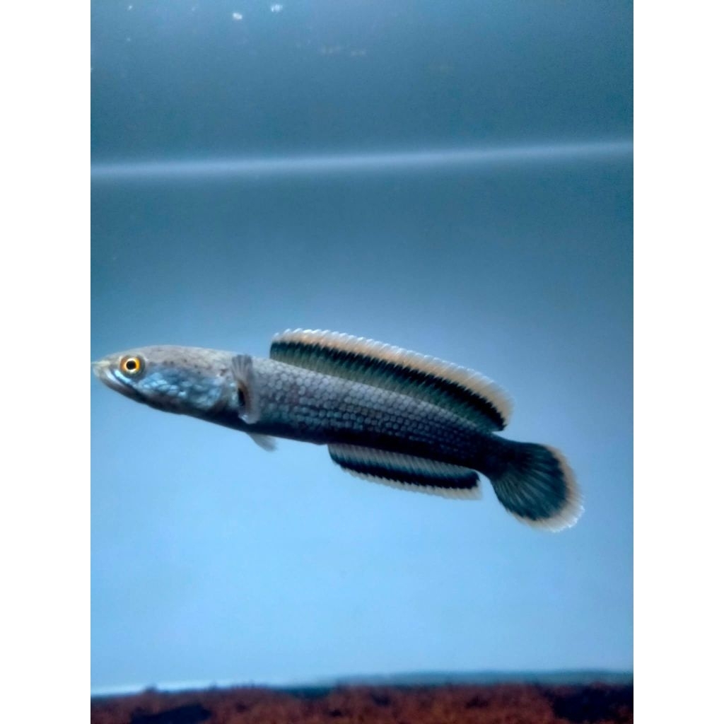 Channa Limbata CB - Rim tebal, Size Baby 3-4cm, Isi 4 Ekor