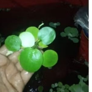 frogbit tanaman apung / tanaman air