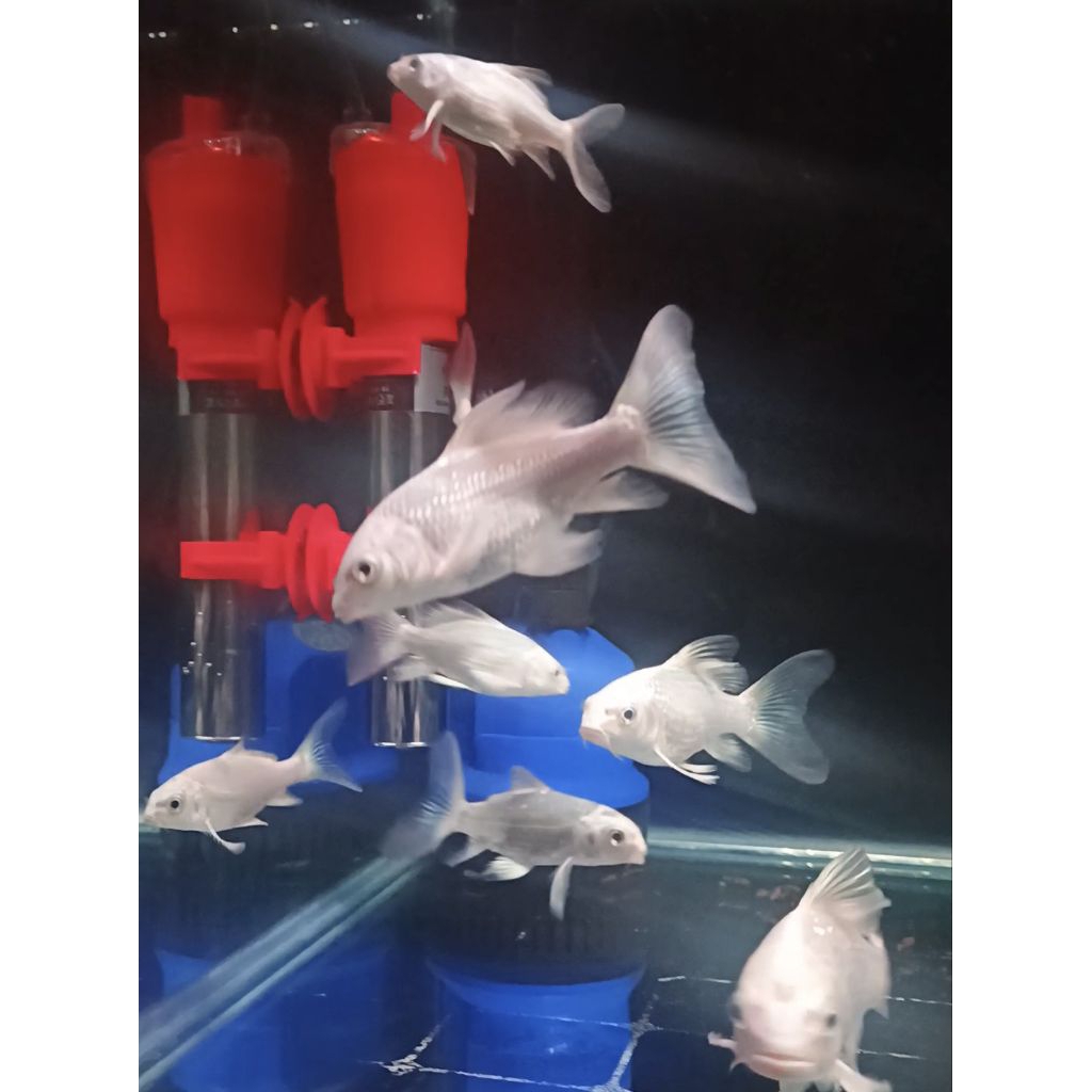 Koi LB Butterfly Vietnam