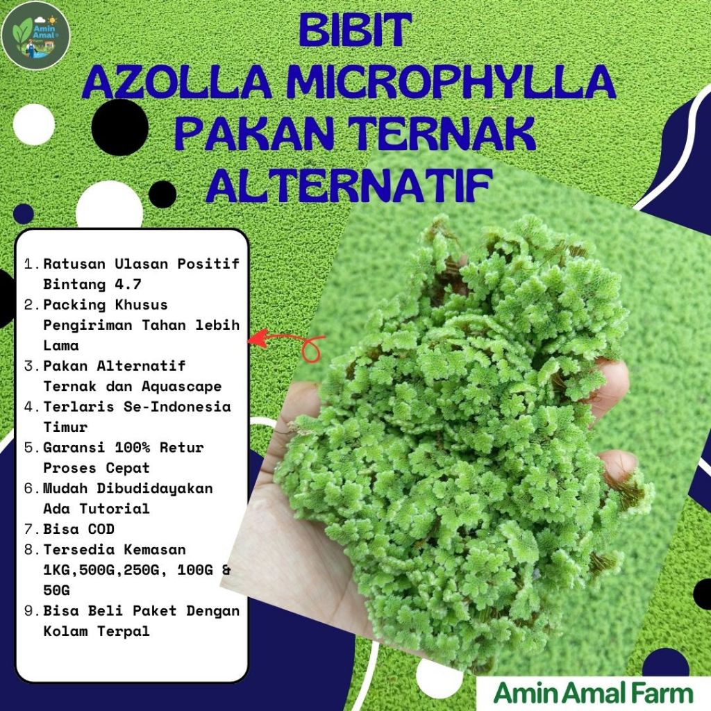 Bibit Azolla Microphylla 1 KG / 1000 G, Benih Tanaman Air Hijau Azolla ini Mudah dalam perawatan dan
