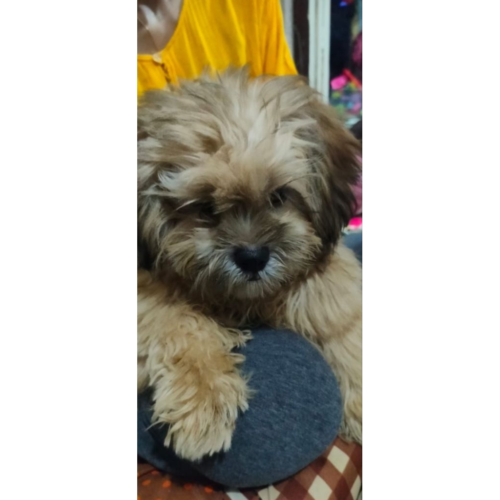 ANJING SHITZU MIX 5 BULAN SEMARANG