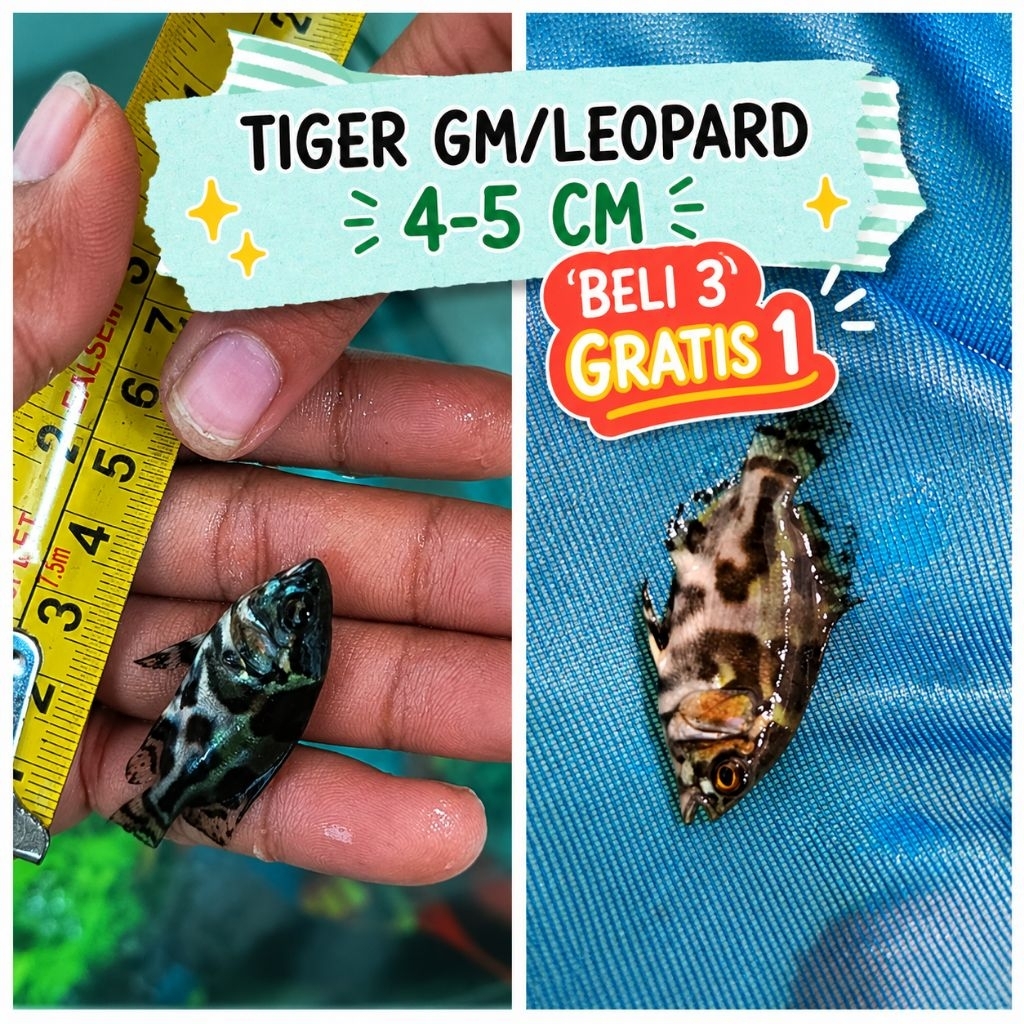 Ikan Oscar Tiger & Leopard 4-5 CM (baby oscar) ikan Hidup Sehat, aktif, lincah ikan air tawar - Beli