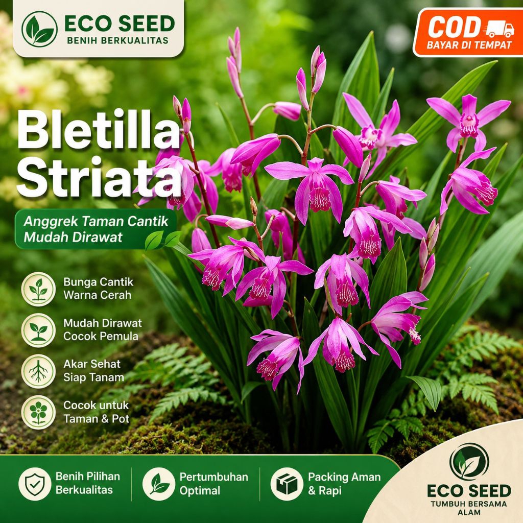 Tanaman hias anggrek tanah bletilla striata tanaman hias anggrek tanah cantik