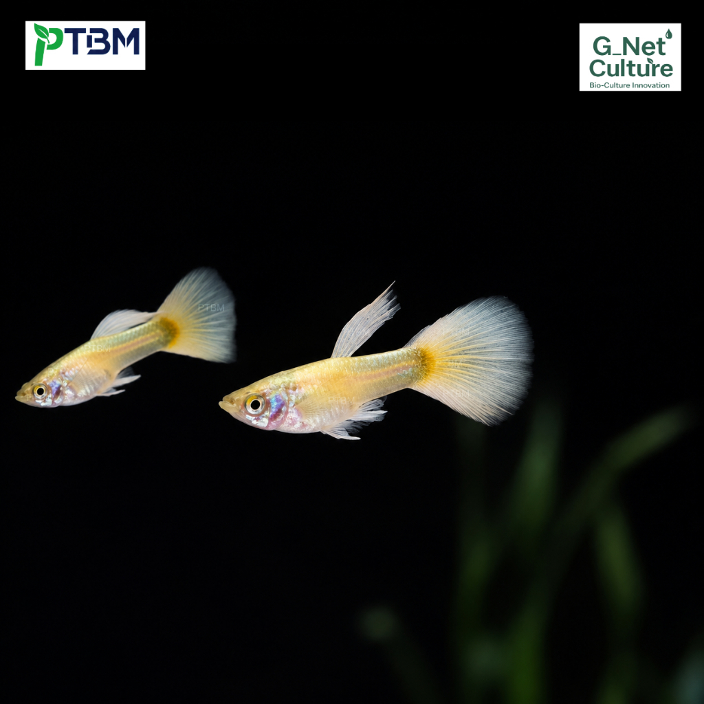 Ikan Guppy Platinum Gold | Ikan Guppy Hias Sehat & Aktif | Jantan