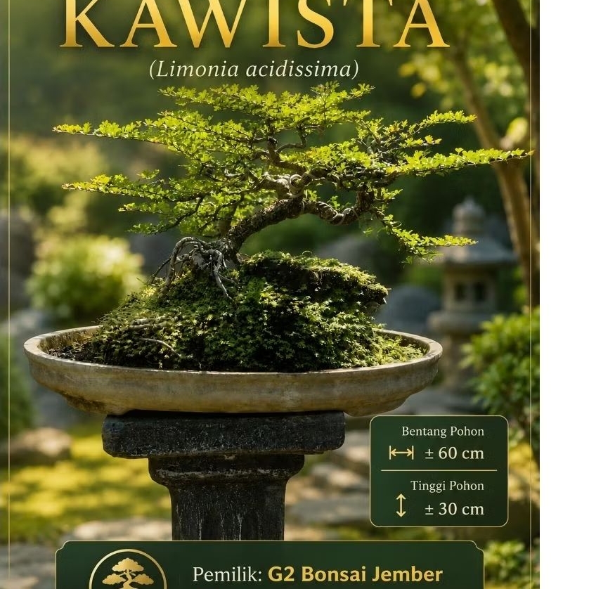 Bonsai Kawista
