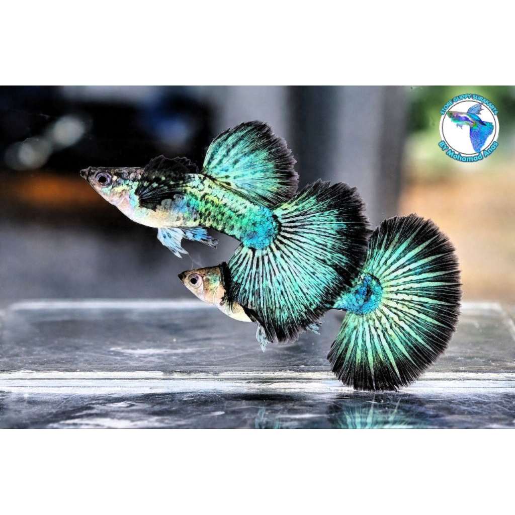 Guppy Full Platinum Green Dragon Halfmoon Genetik Super