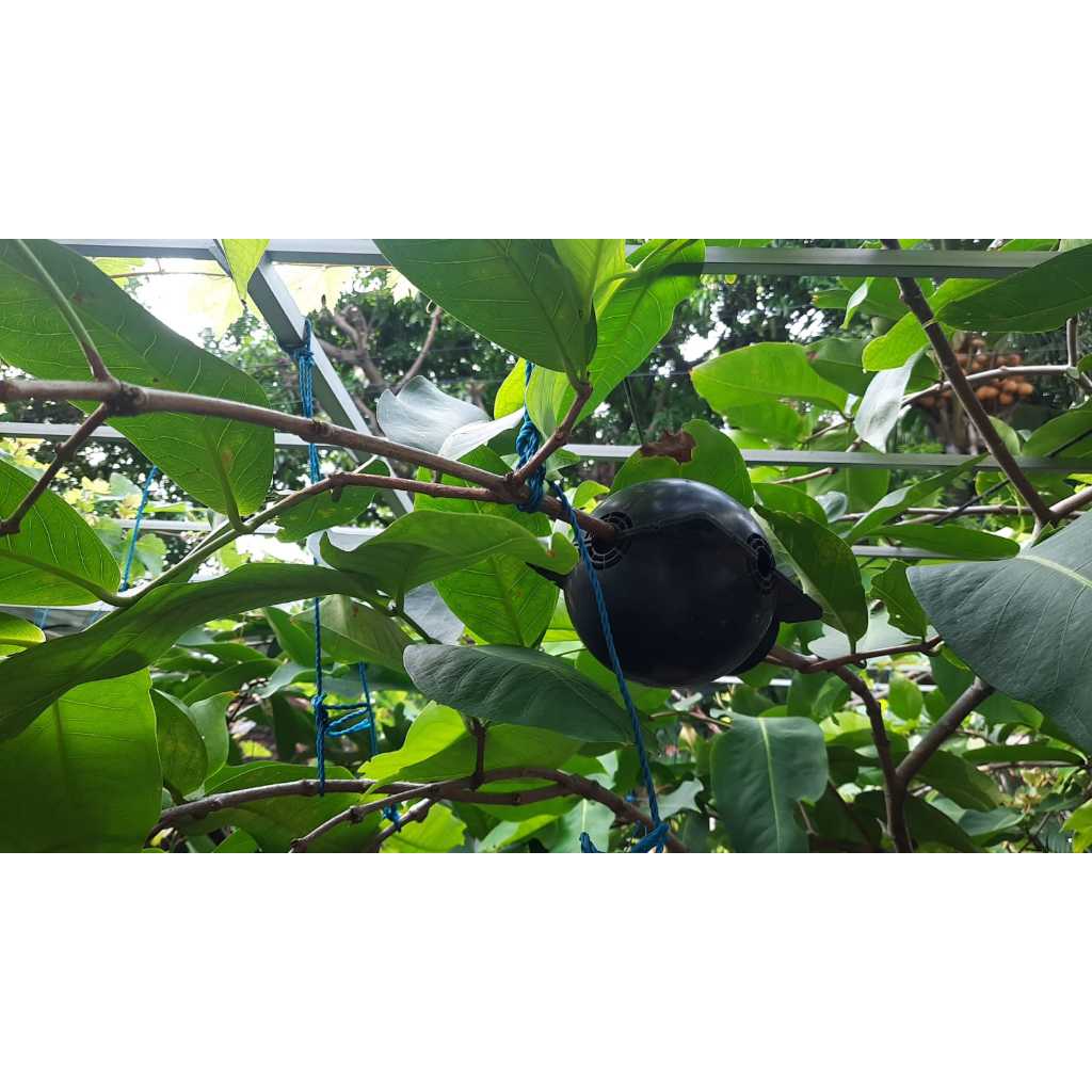 Cangkok Jambu Air Premium