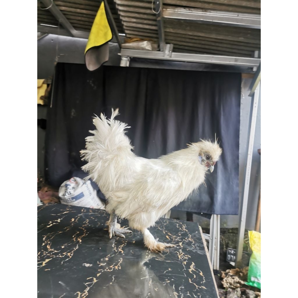 Ayam Hias / Silky / Batik Kanada
