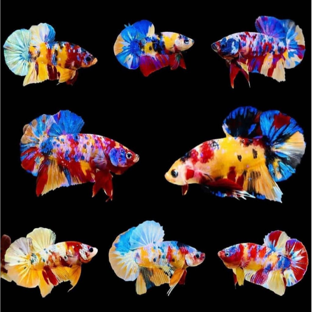 Hiasan aquarium cupang giant multi color