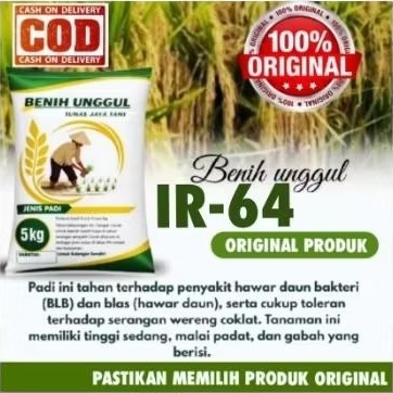 bibit padi , benih padi IR-64