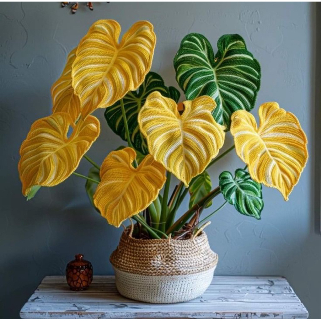 Bibit bonggol alocasia thailand kuning hijau / bibit tanaman hias