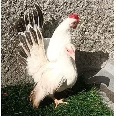 ayam kate sepasang muda
