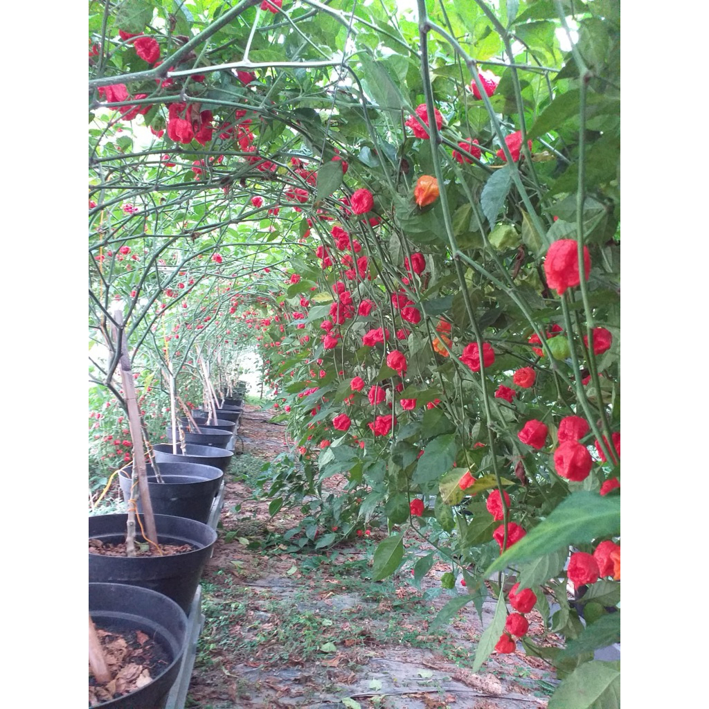 Cabe Carolina Reaper Bubuk