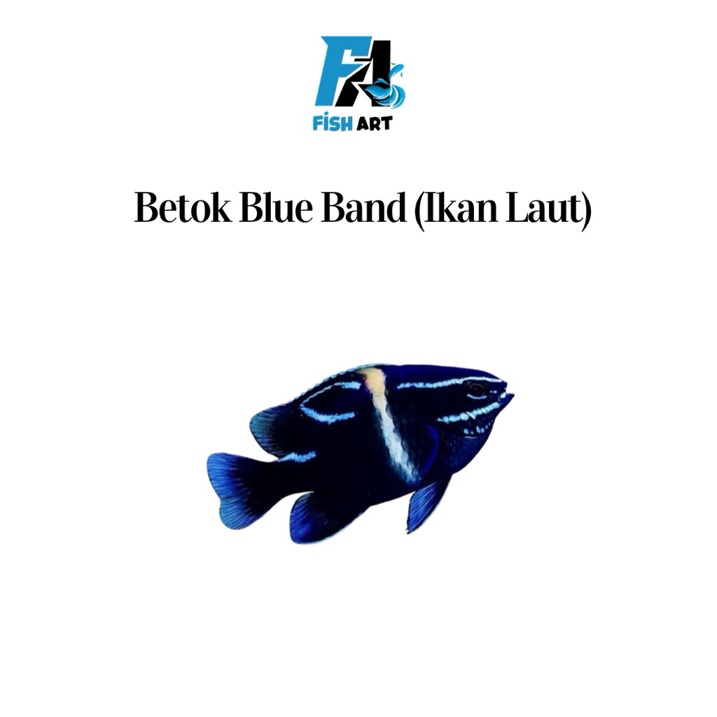 Ikan Laut Betok Blue Band | Blue Velvet Damselfish