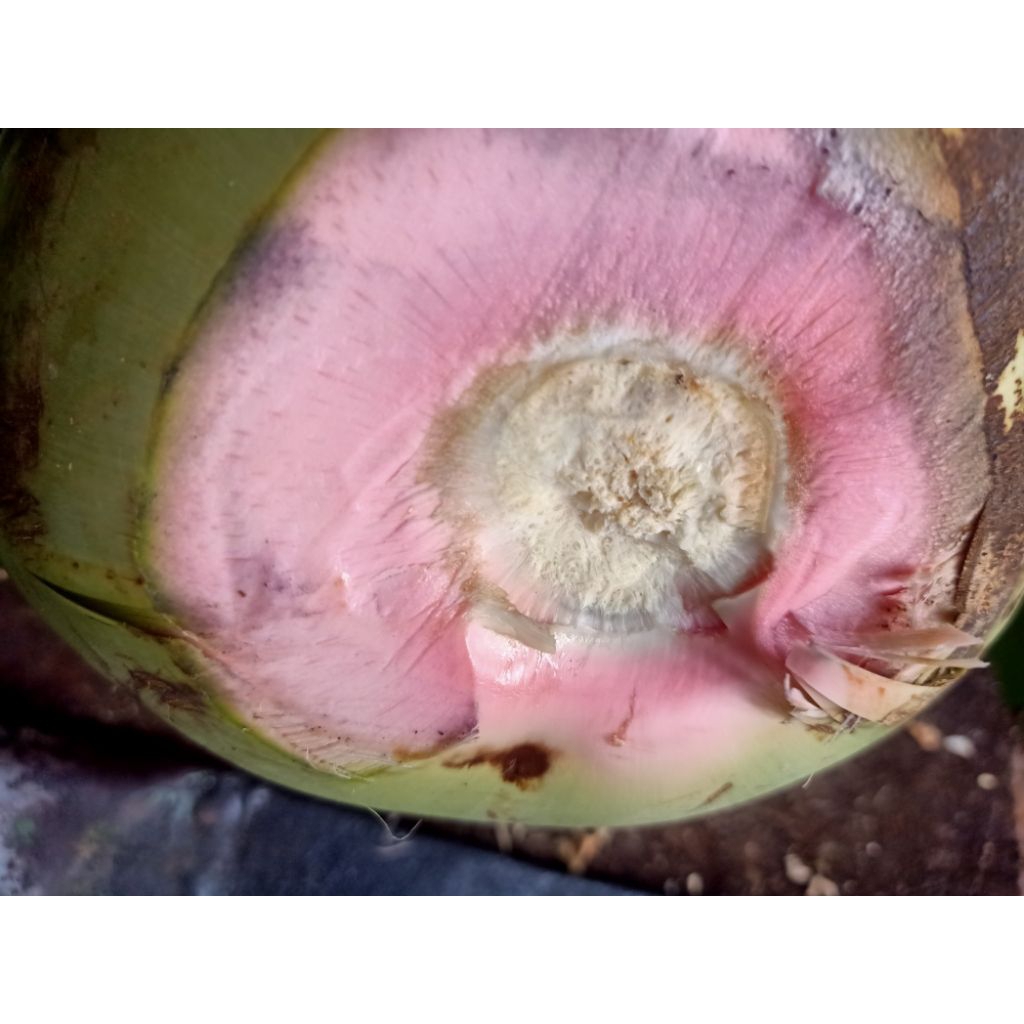 Degan Ijo