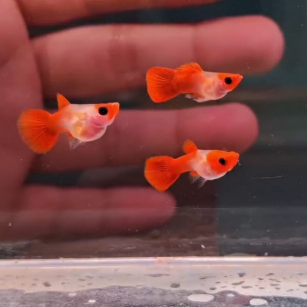 Guppy Wild Koi Short Body Glass Belly (BERGARANSI)
