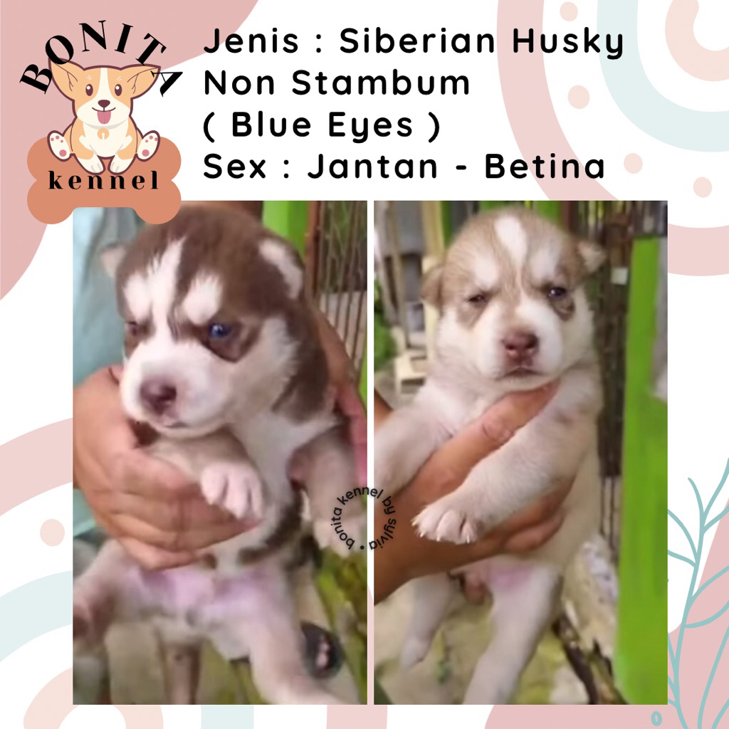Siberian Husky Non Stambum Anak Anjing Husky Red Cooper Jantan Betina