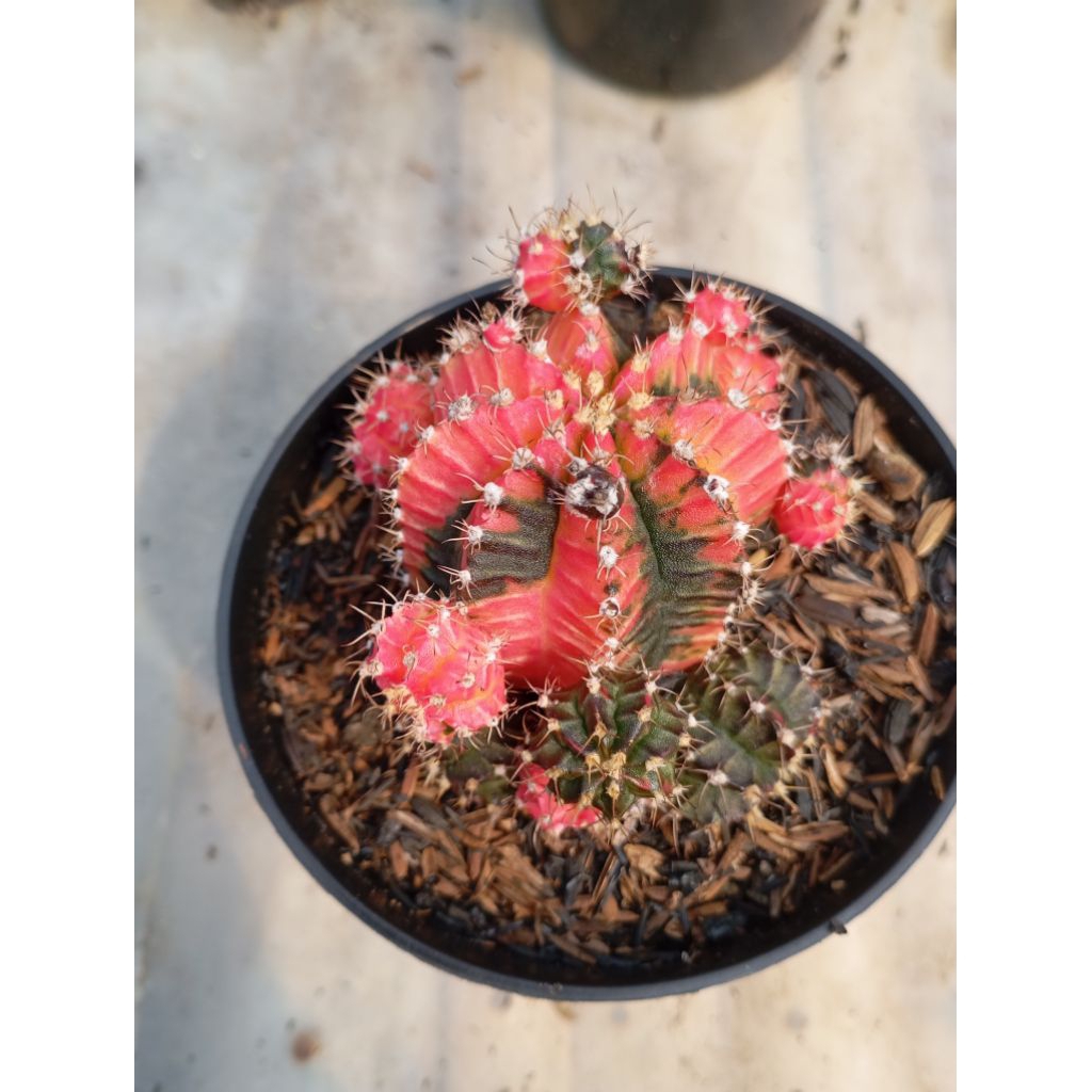 cactus gymno ownroot therecolour