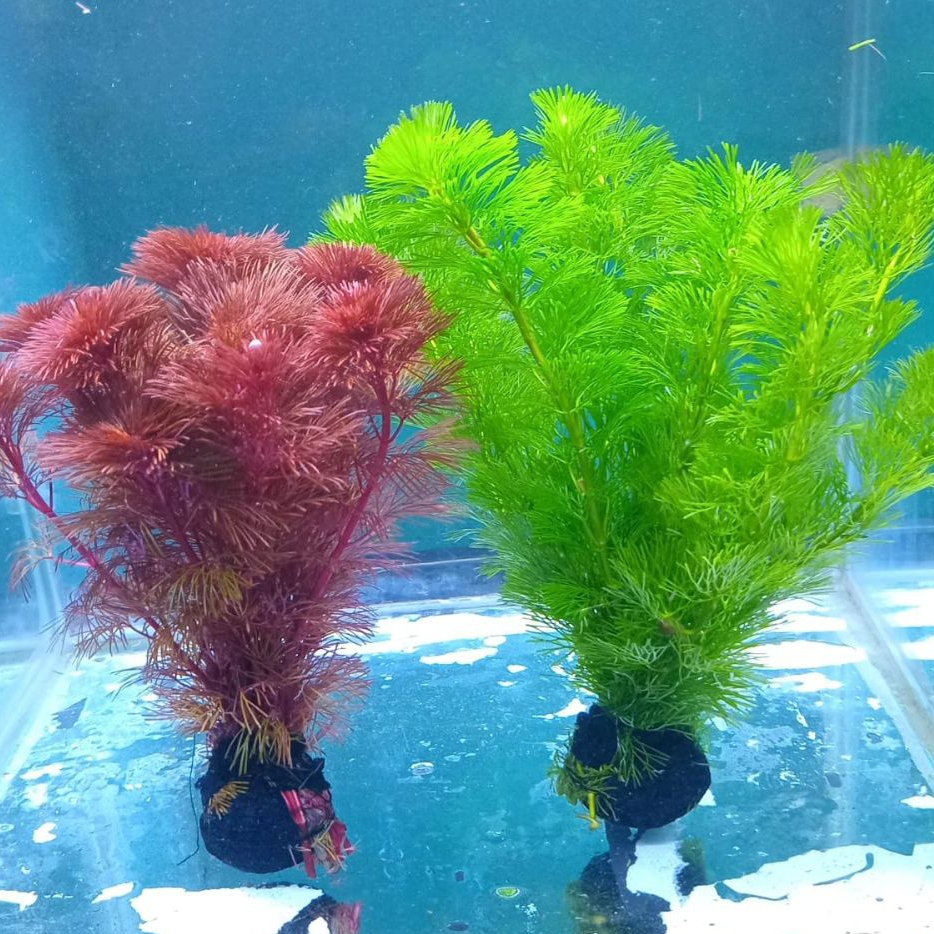 Cabomba Tanaman Hias Aquascape Cabomba Purcata Super Red, Cabomba Green, media wabikusa 2'pcs