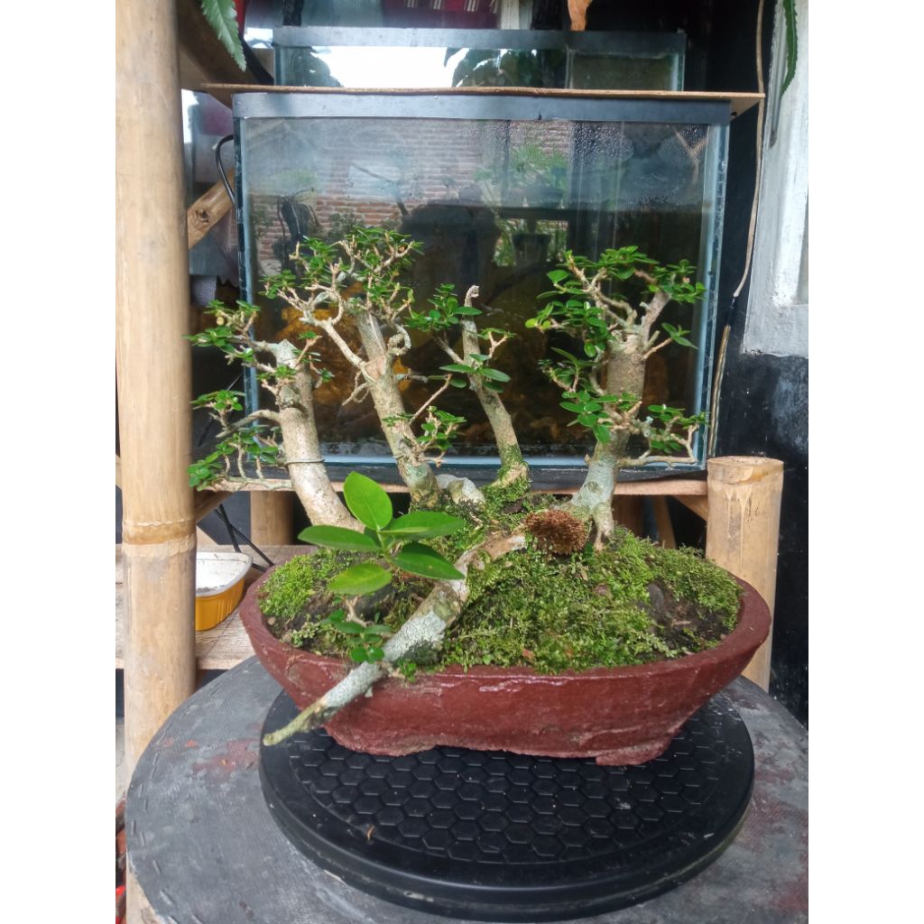 BONSAI SANCANG grouping panorama hutan | siap pajang