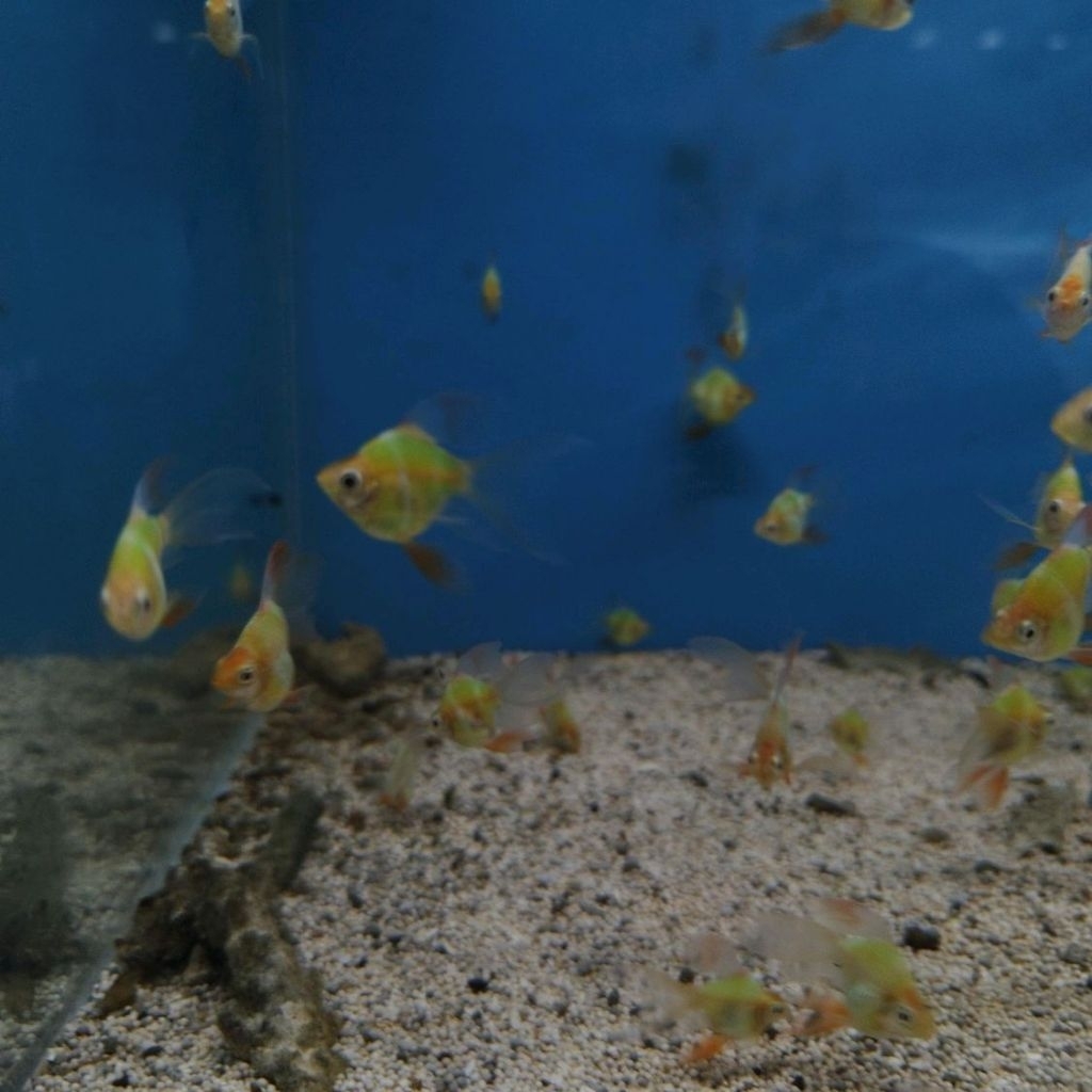 GREEN VIPER BALON SLAYER SUMATRA TIGER BARB