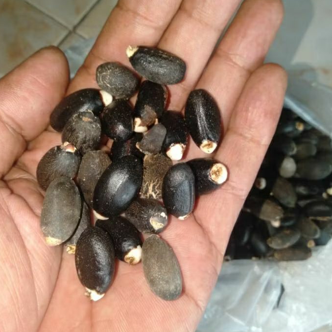 Biji Pohon Jarak Pagar