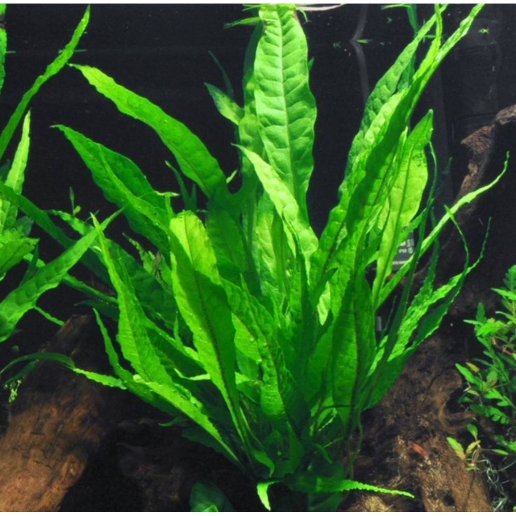 Kadaka Java Fern/tanaman aquascape