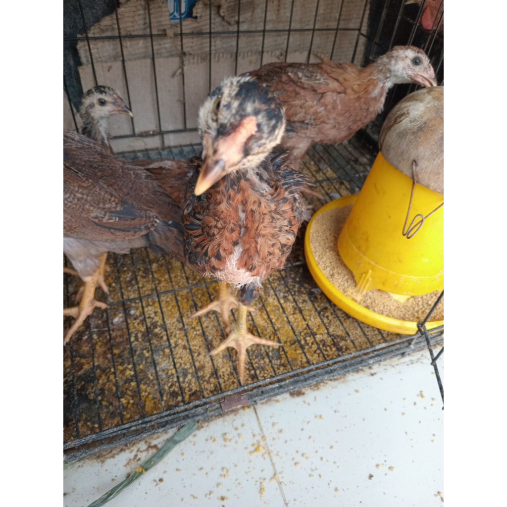 Ayam Petelur KUB Betina usia 2 bulan