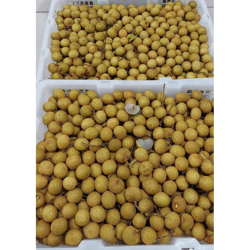 Kelengkeng Import Bangkok 1 kg - Buah Fresh