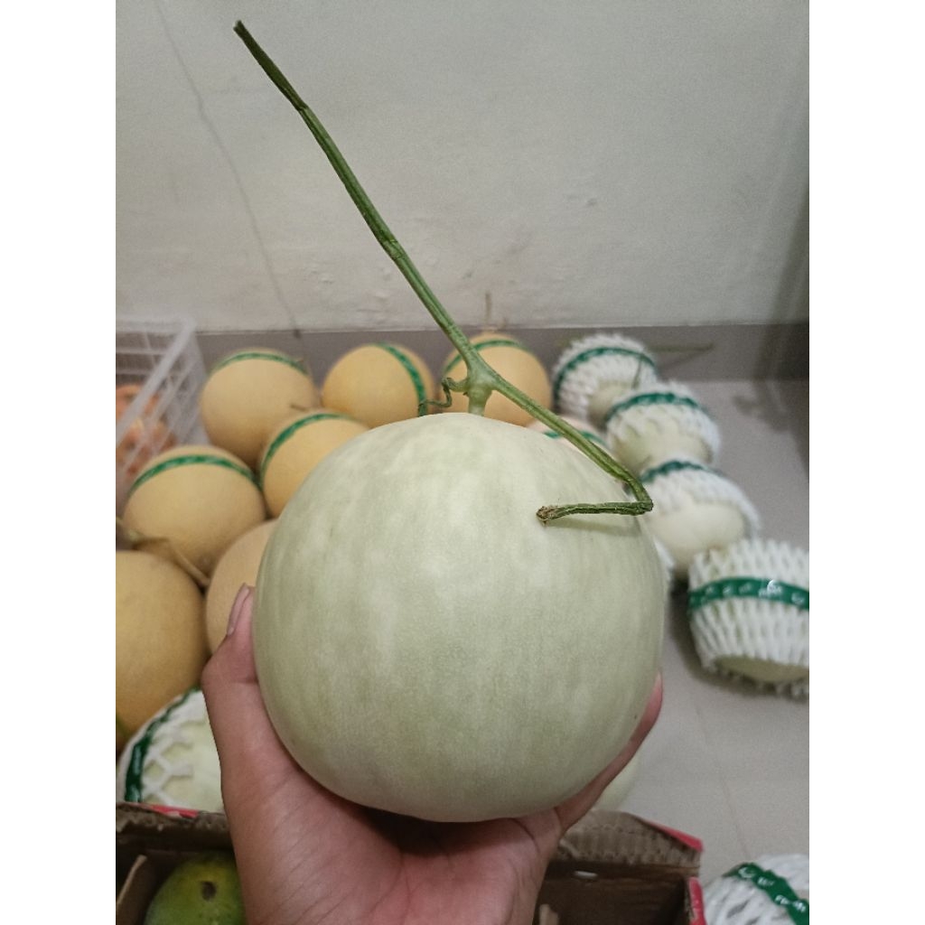 Melon Honey Globe