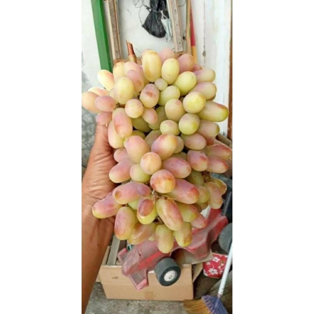 Bibit Anggur import VALID