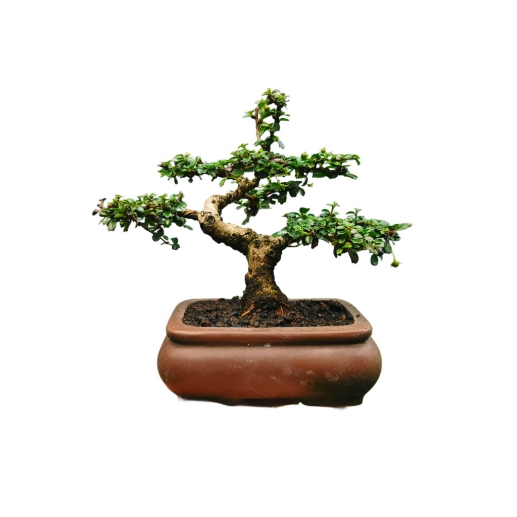 Bonsai Hokianti / Hokianti Mame