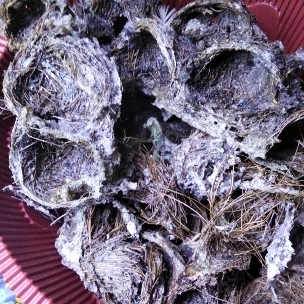 sarang walet Sriti Super