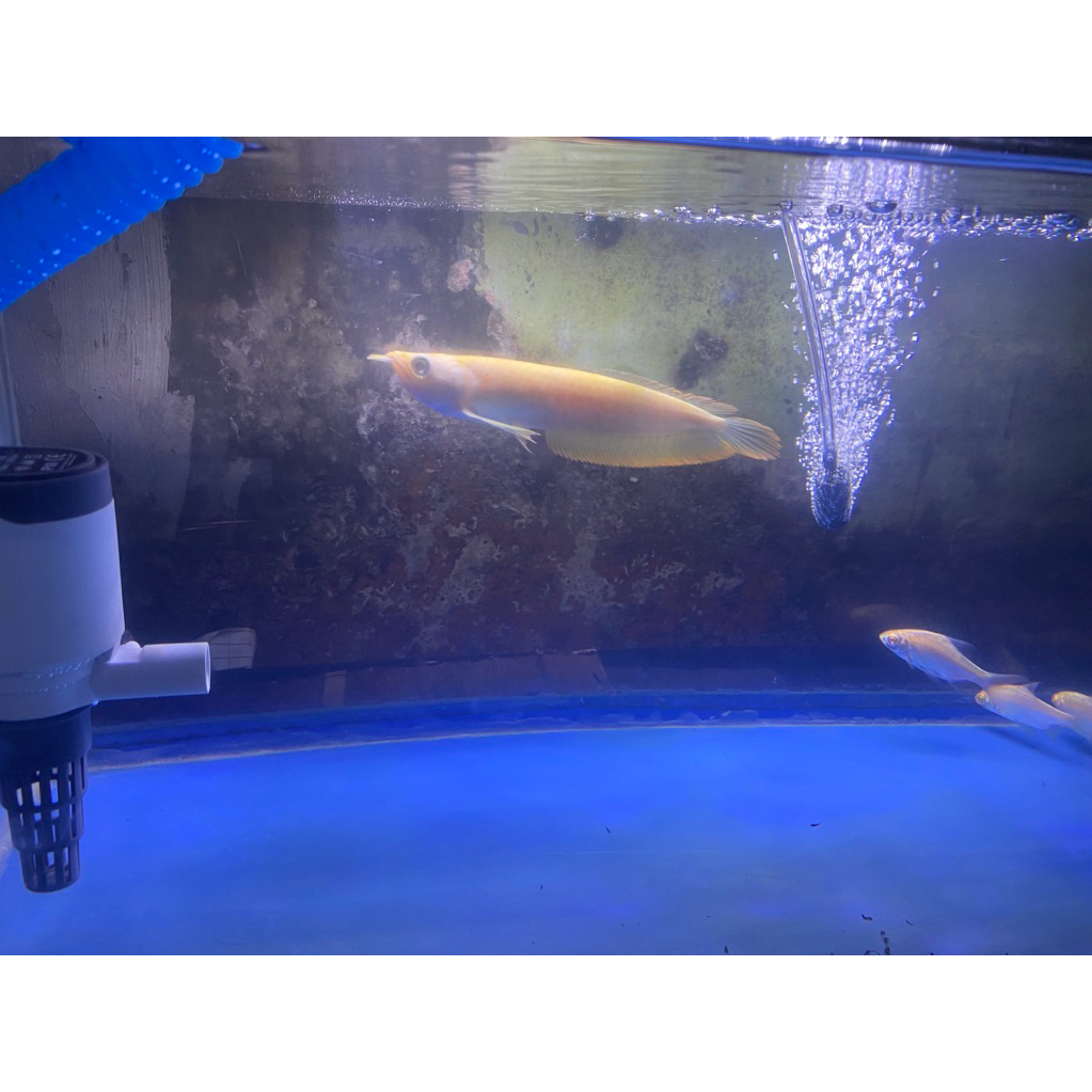 ikan arwana silver albino red