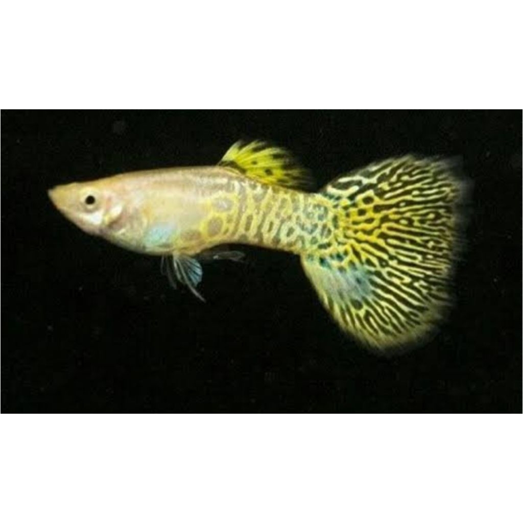 ikan guppy yellow cobra