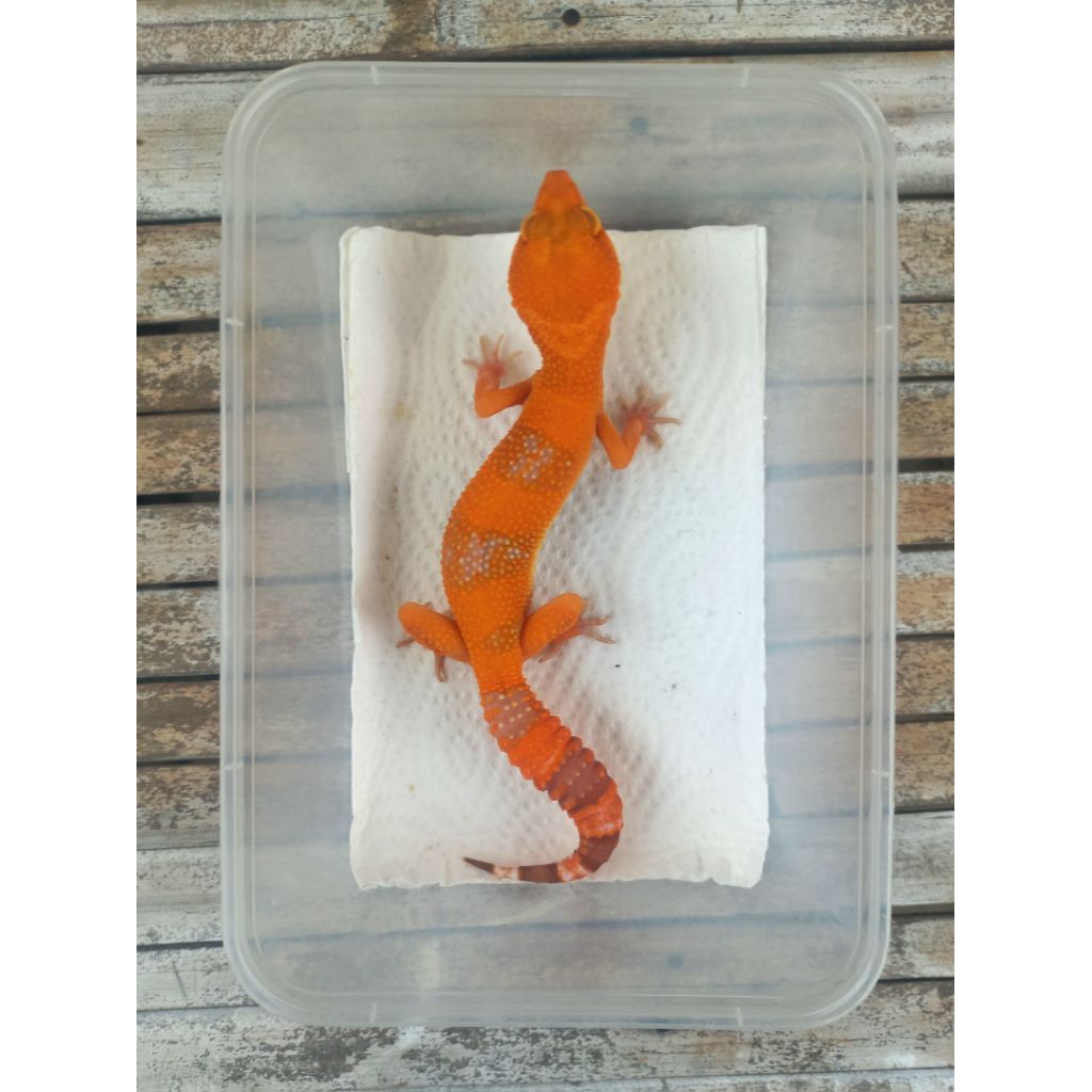 MAINAN GECKO SUNGLOW LAVENDER TOMATO ADULT SESUAI FOTO