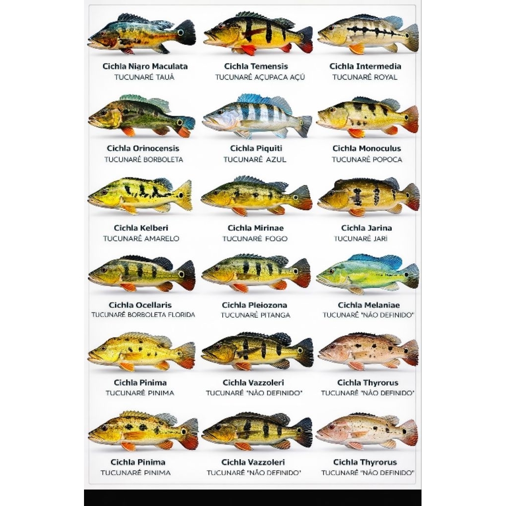 Peebas Peacock Bass Semua Jenis Pbass
