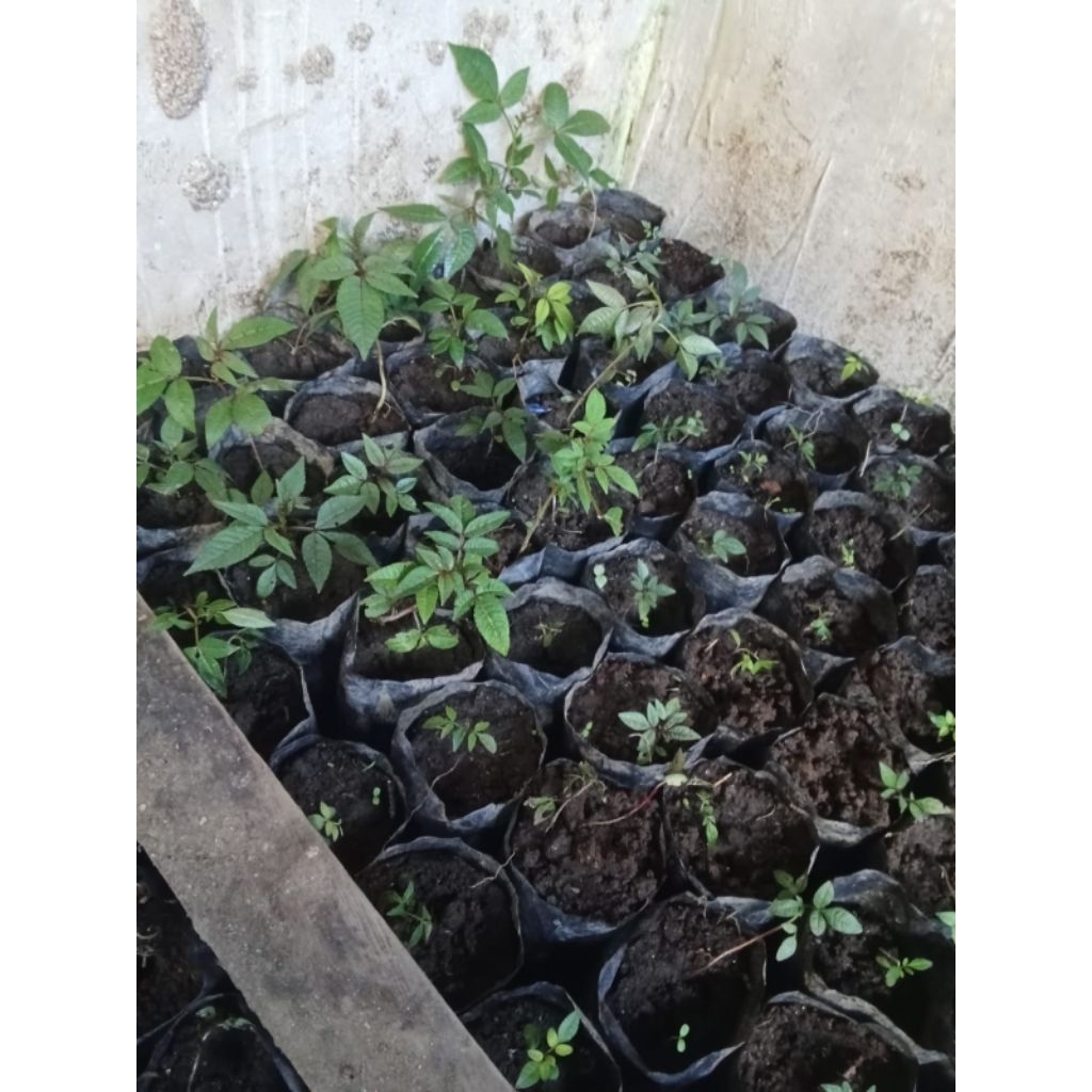 Bibit andaliman