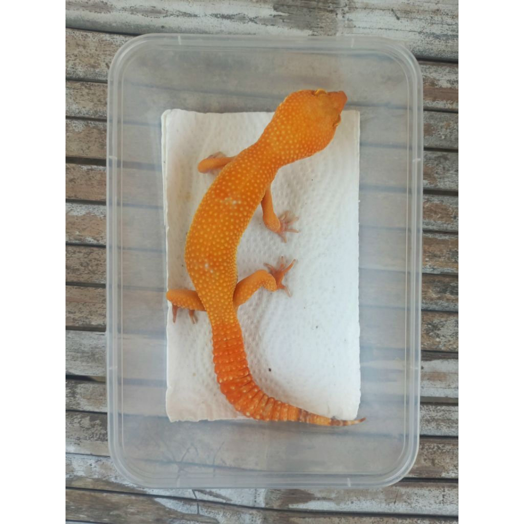 MAINAN GECKO SUNGLOW ADULT SESUAI FOTO