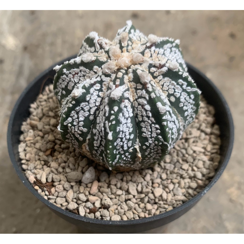 Kaktus Capricorn Hybrid RARE