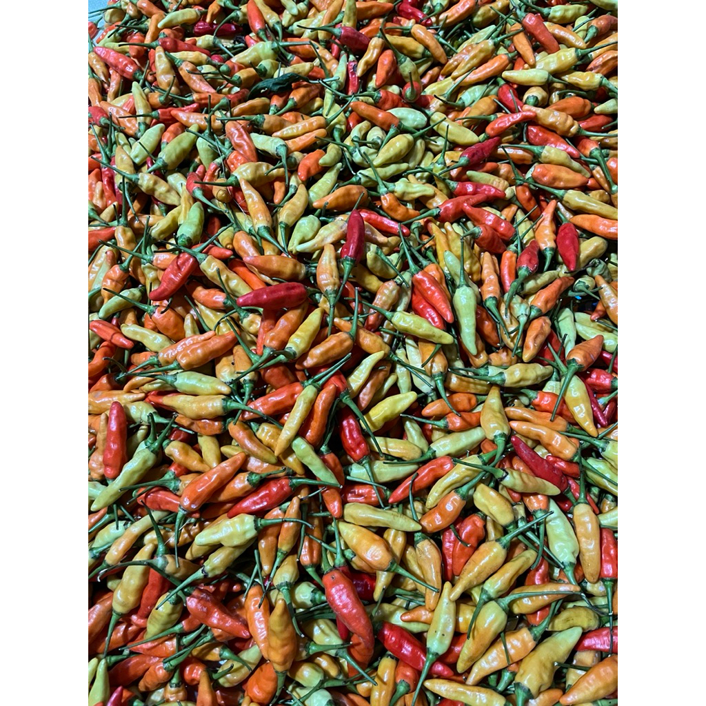 cabe rawit merah setan 1kg