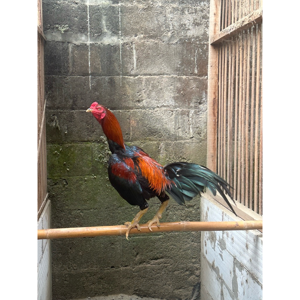 Ayam Bangkok Klasik